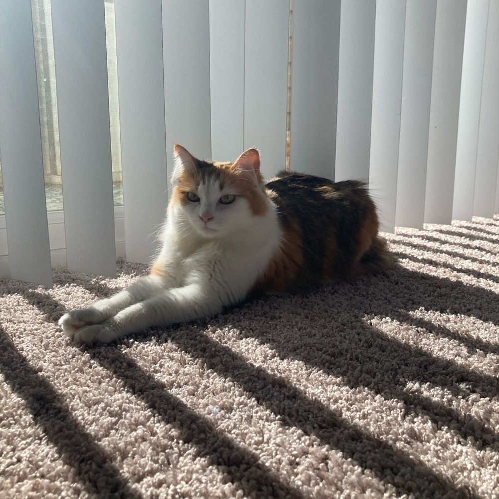 Meet your Posher, Mikaela - Picture 6 of 7